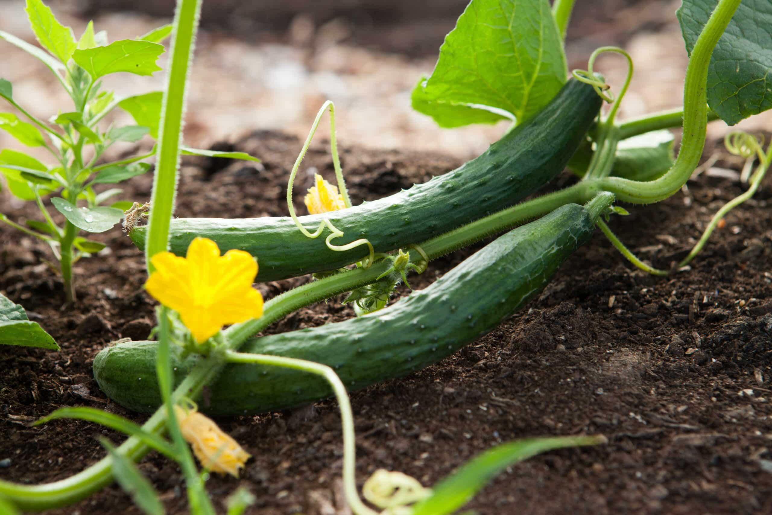 7 idées pour utiliser vos délicieux concombres du jardin